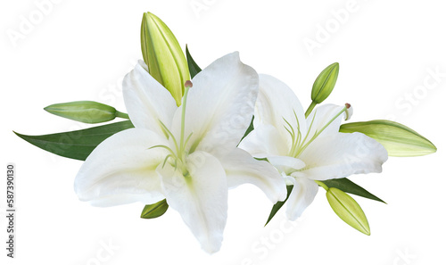 White Lily flower bouquet isolated on transparent background photo