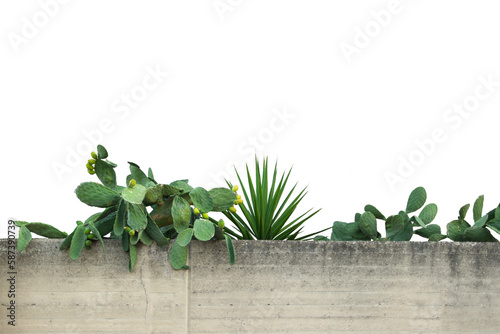 Cactus e fichi d'india sul muro photo