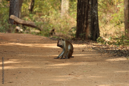 macaque sitting on the ground, Sigiriya forest reserve, Sri Lanka