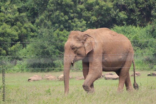 elephants in the wild  udawalawa national park  sri lanka