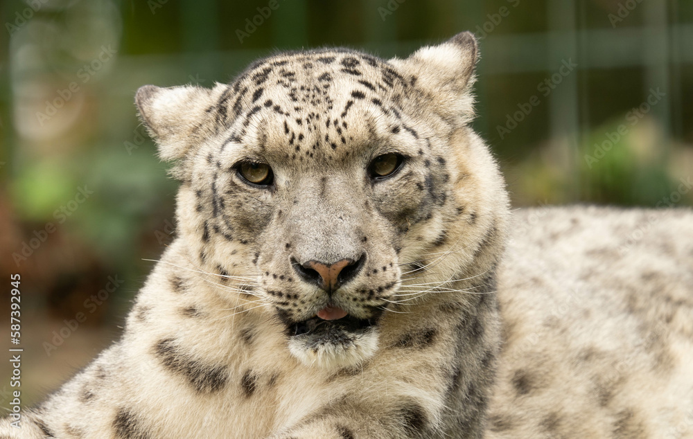 leopard, snow panther, snow leopard, pantera de las nieves, animal, leopardo de las nieves, panthère des neiges, léopard des neiges, panthère, léopard