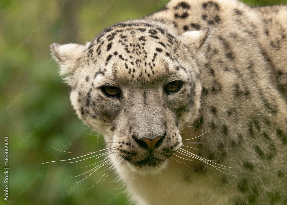 snow panther, snow leopard snow panther, snow leopard