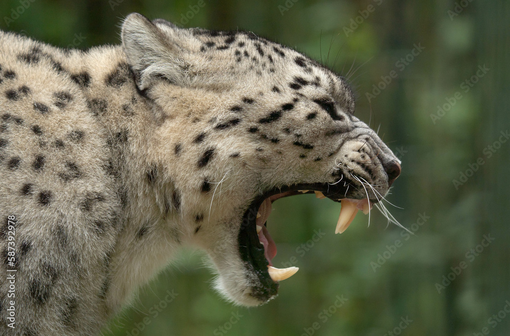 Obraz premium leopard, snow panther, snow leopard, pantera de las nieves, animal, leopardo de las nieves, panthère des neiges, léopard des neiges, panthère, léopard