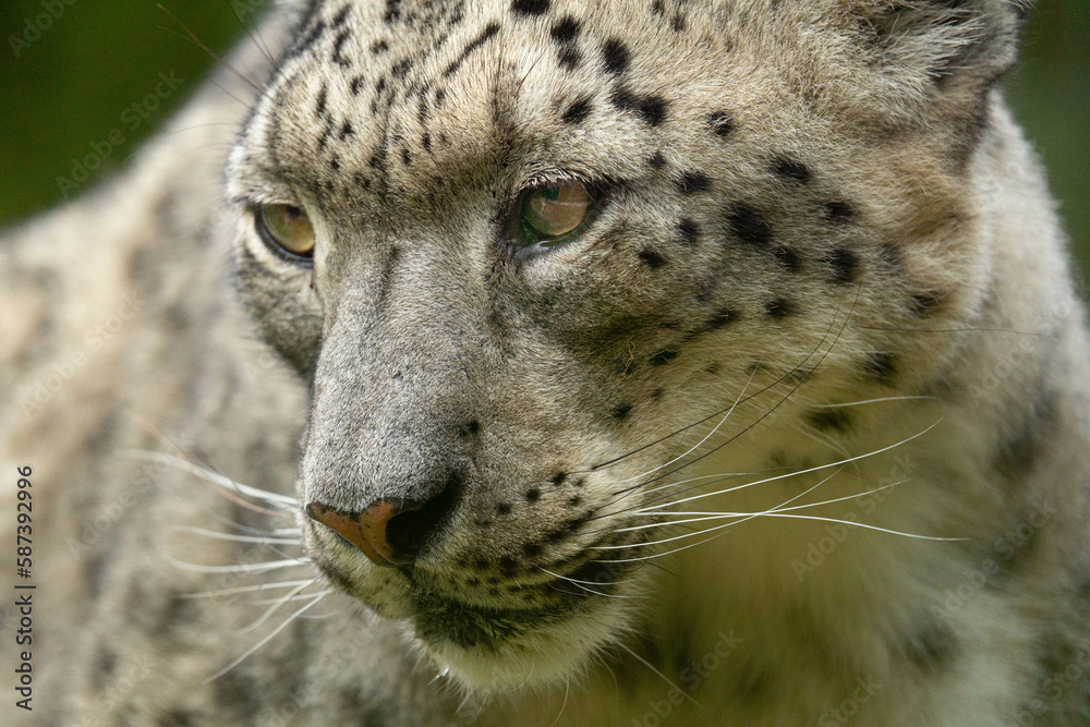 leopard, snow panther, snow leopard, pantera de las nieves, animal, leopardo de las nieves, panthère des neiges, léopard des neiges, panthère, léopard leopard, snow panther, snow leopard, pantera de las nieves, animal, leopardo de las nieves, panthère des neiges, léopard des neiges, panthère, léopard
