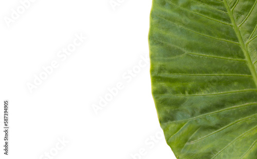 Patterned leaf 