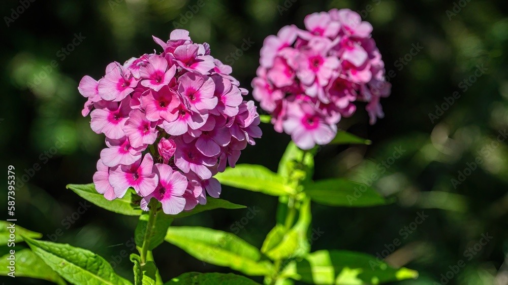 Pastel pink flowers (Phlox paniculata 'Eva Cullum') in sunshine and against a dark background Pastel pink flowers (Phlox paniculata 'Eva Cullum') in sunshine and against a dark background