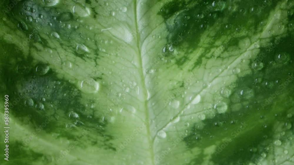 Water Drops on a Leaf, extreme close up Water Drops on a Leaf, extreme close up