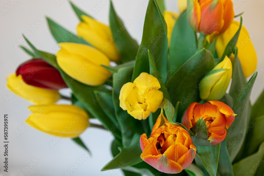 Naklejka premium zbliżenie na żółte i czerwone tulipany, bukiet