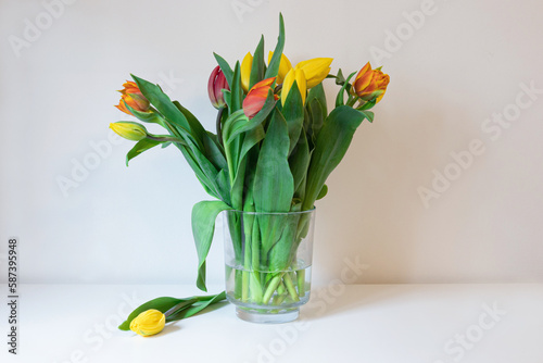 wiosenne kwiaty żółte i czerwone tulipany w szklanym wazonie z wodą, białe tło i blat