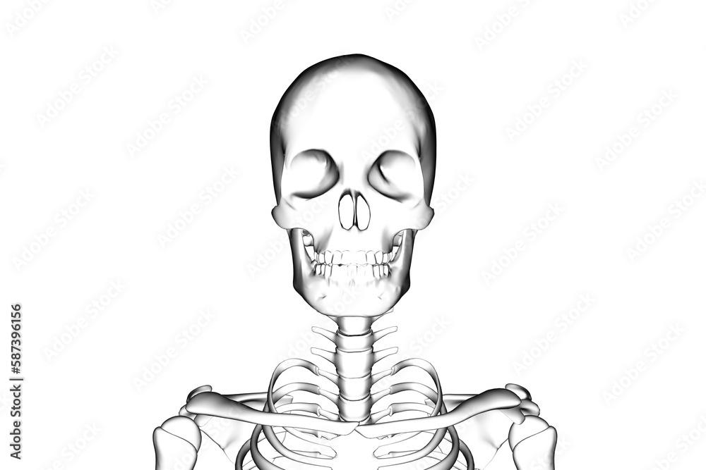 Digitally generated image of human skeleton Digitally generated image of human skeleton