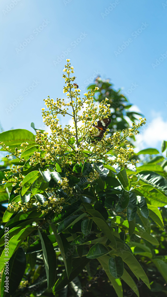 Flower of longan  in garden with blue sky