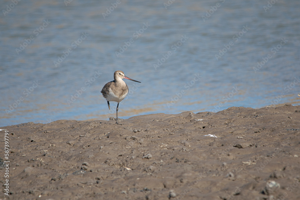 bar-taild godwit bird in the lake bar-taild godwit bird in the lake