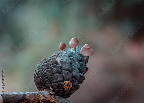 mushrooms growing on cones