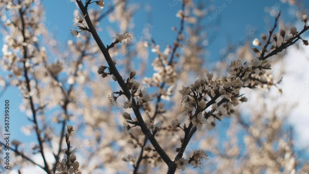 Selective focus of beautiful branches blossoming cherry with soft focus on gentle light blue sky background in sunlight at calm spring day. Beautiful floral of nature. Springtime concept Selective focus of beautiful branches blossoming cherry with soft focus on gentle light blue sky background in sunlight at calm spring day. Beautiful floral of nature. Springtime concept