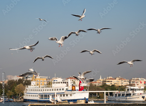 seagulls flying over the sea