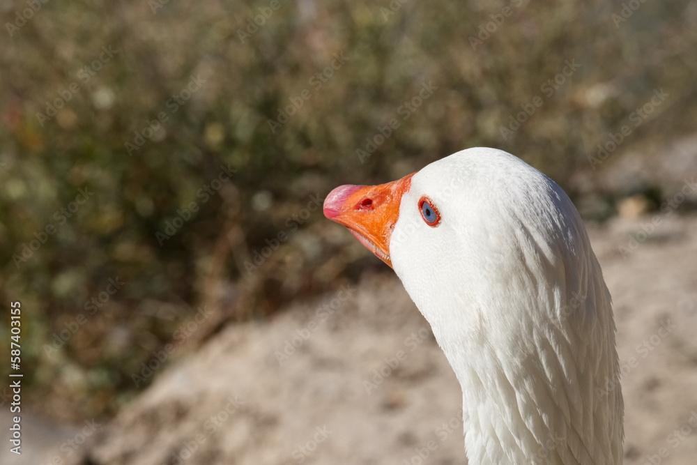 Beautiful goose on the bank of the Segura river as it passes through the center of Murcia