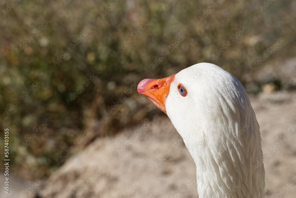 Beautiful goose on the bank of the Segura river as it passes through the center of Murcia Beautiful goose on the bank of the Segura river as it passes through the center of Murcia