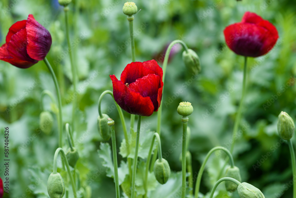 Obraz premium Red Poppies