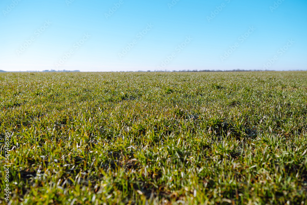 Green wheat sprouts growing in the field. Organic farming. The concept of ecologists, gardening. Green wheat sprouts growing in the field. Organic farming. The concept of ecologists, gardening.