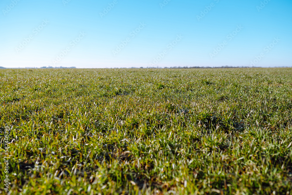 Green wheat sprouts growing in the field. Organic farming. The concept of ecologists, gardening.