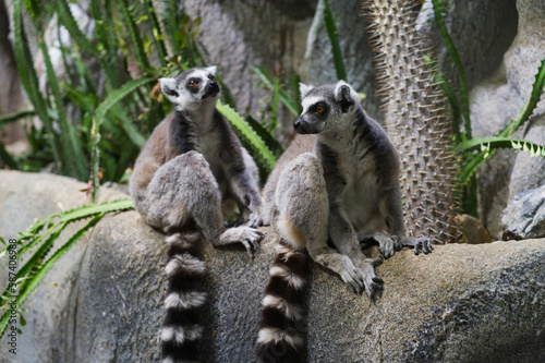 A pair of lemurs from Madagascar sitting together 