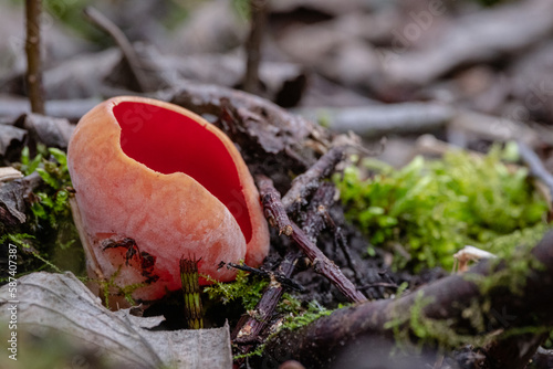 Cup-shaped fungus scarlet elfcup (Sarcoscypha austriaca) fruit bodies growing near fallen pieces of dead hardwood on ground in damp habitat with moss in early spring photo