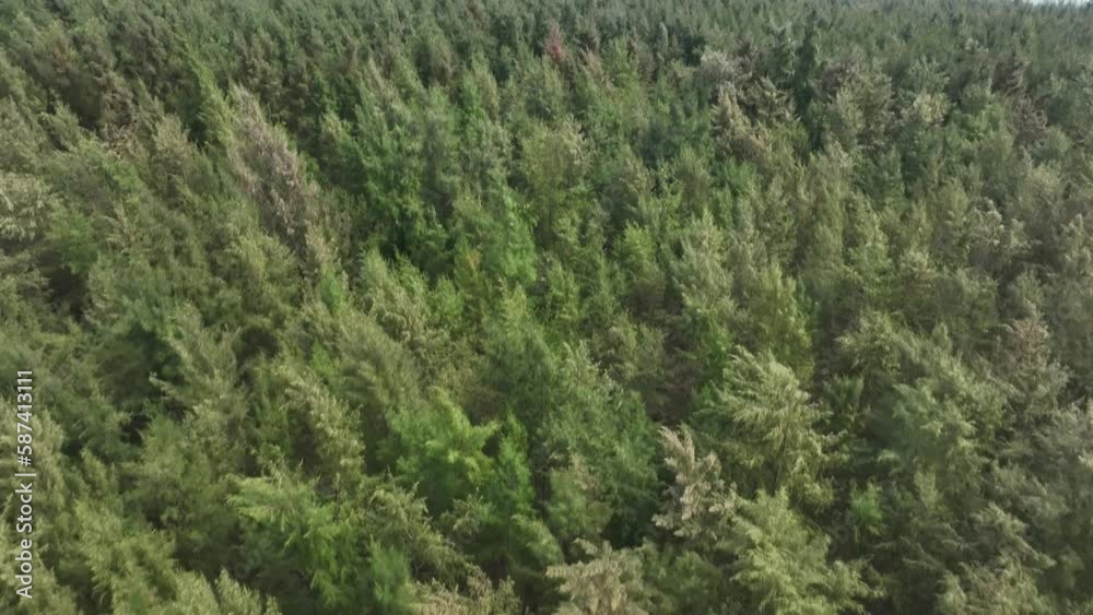 view of green forest and coast view of green forest and coast