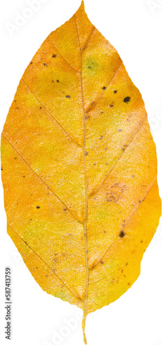 Obraz na plátne Close-up of dry yellow leaf in autumn