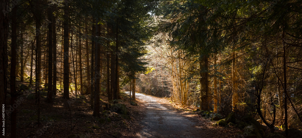 A narrow tarred road in dark thicket illuminated by sun. Spring spruce forest landscape in Bulgaria.