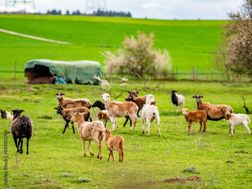 Kleine Schafherde auf einer Weide im Frühjahr