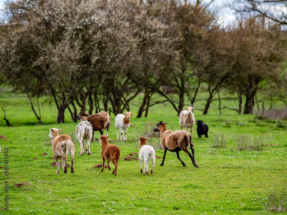 Kleine Schafherde auf einer Weide im Frühjahr Kleine Schafherde auf einer Weide im Frühjahr