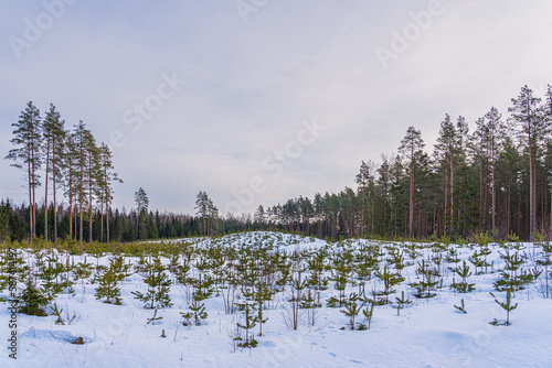 new wood, young pines on the snow
