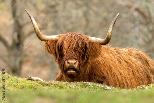 Scottish red highland cow lying in a field beside a tree looking at the camera 