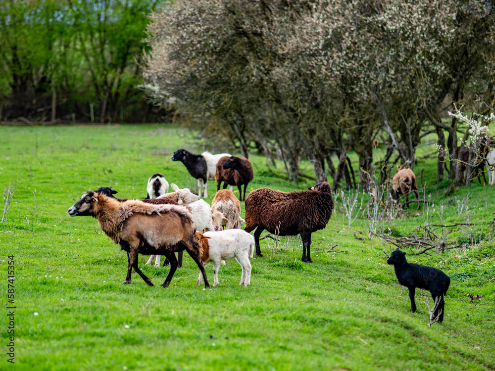 Kleine Schafherde auf einer Weide im Frühjahr Kleine Schafherde auf einer Weide im Frühjahr