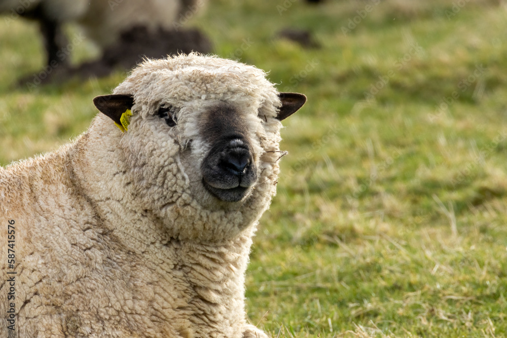 White, woolly sheep with black ears and black nose with funny face White, woolly sheep with black ears and black nose with funny face