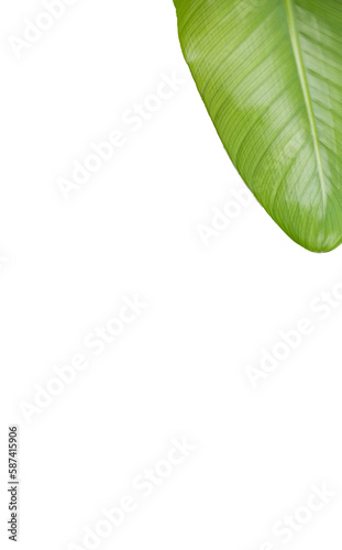 High angle view of green leaf 