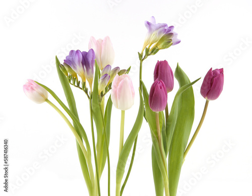 Fototapeta Naklejka Na Ścianę i Meble -  Flowers Tulip and Freesia isolated on white background. Bouquet of purple pink spring flowers..