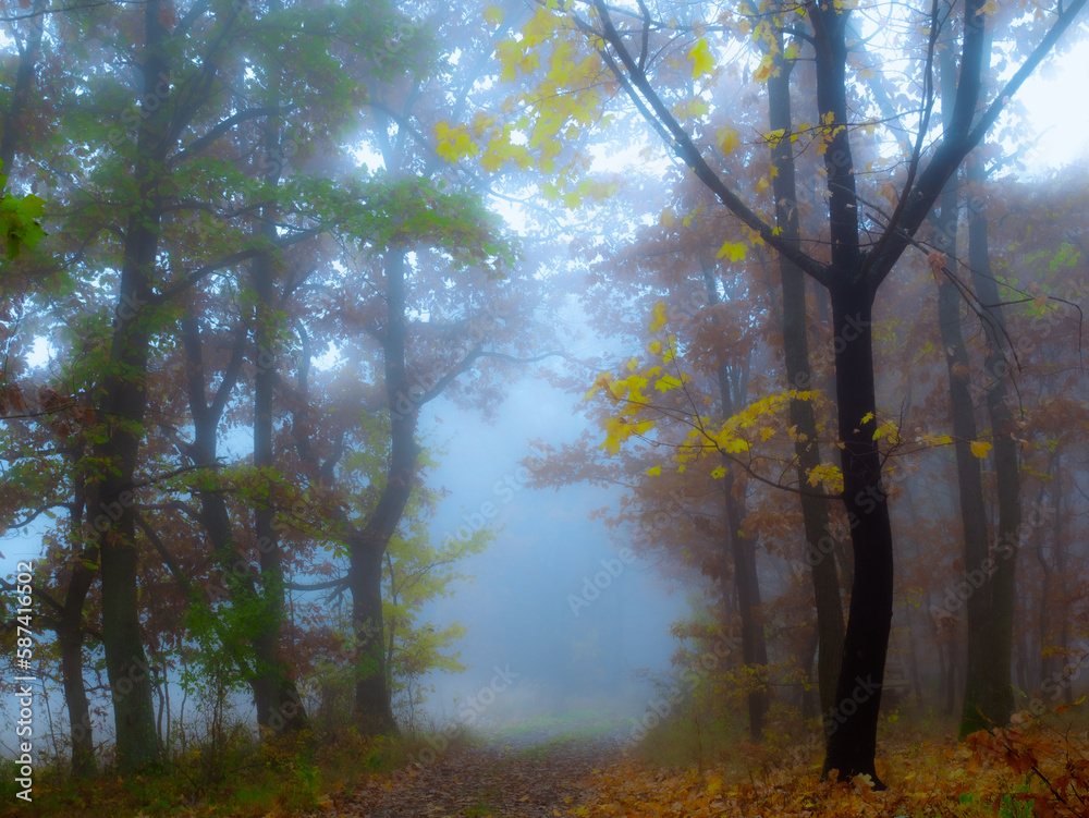 Mysterious foggy forest