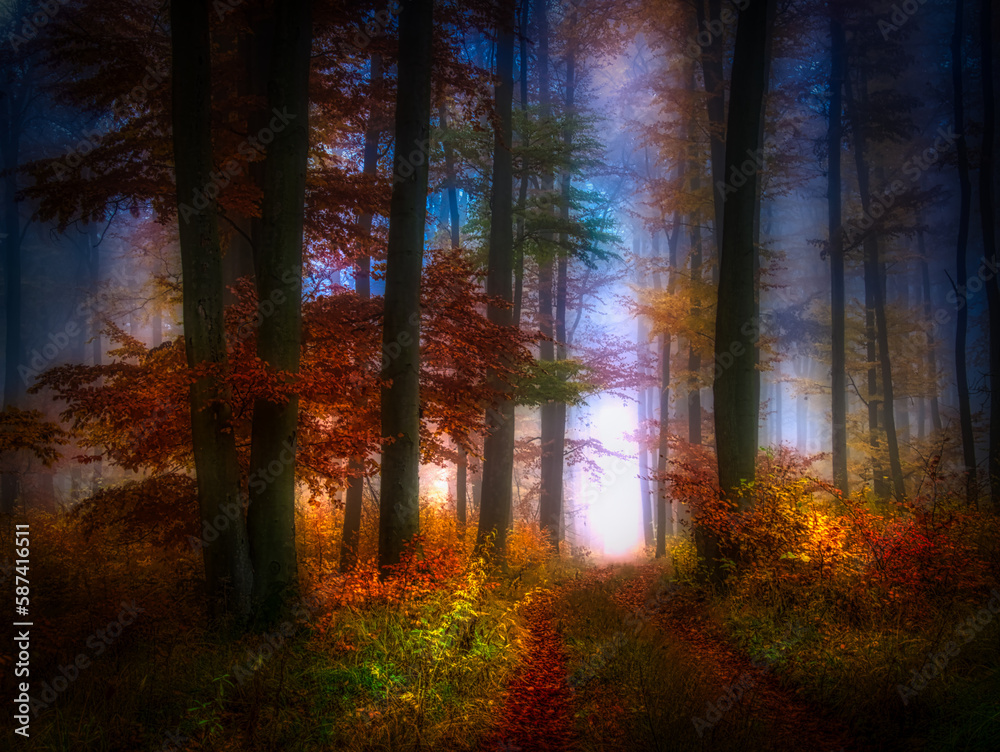 Fototapeta premium Mysterious foggy forest