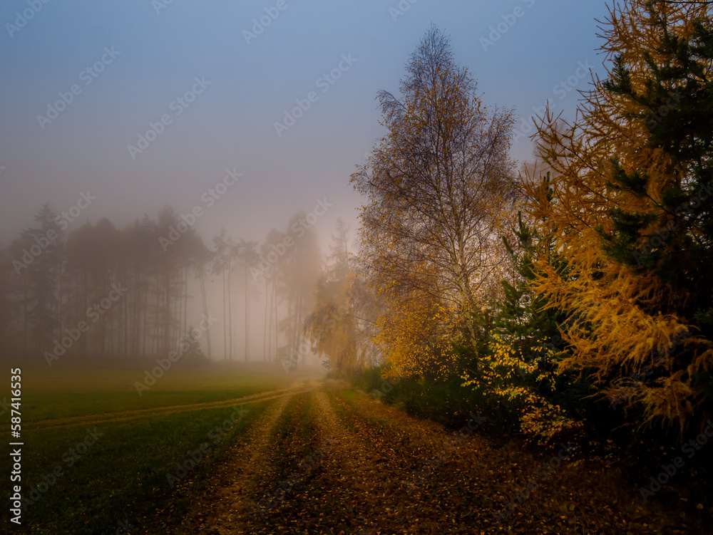 Magical foggy gloomy landscape with trees Magical foggy gloomy landscape with trees