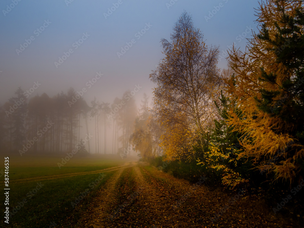 Magical foggy gloomy landscape with trees