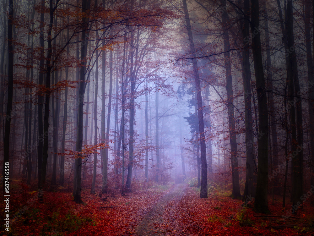 Magical foggy forest