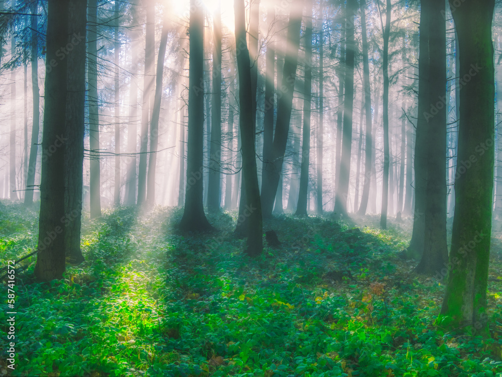 Fototapeta premium Foggy forest with sun rays