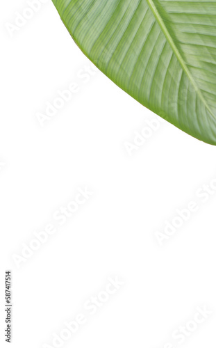 High angle view of patterned leaf 