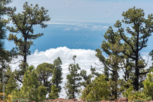 Pine trees growing in the mountains on lava soil in Tenerife, Canary Islands, Spain