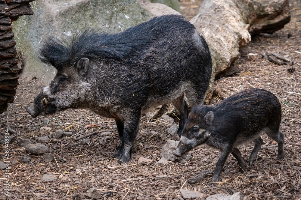 Rare visayan warty pig, Sus cebifrons negrinus Rare visayan warty pig, Sus cebifrons negrinus