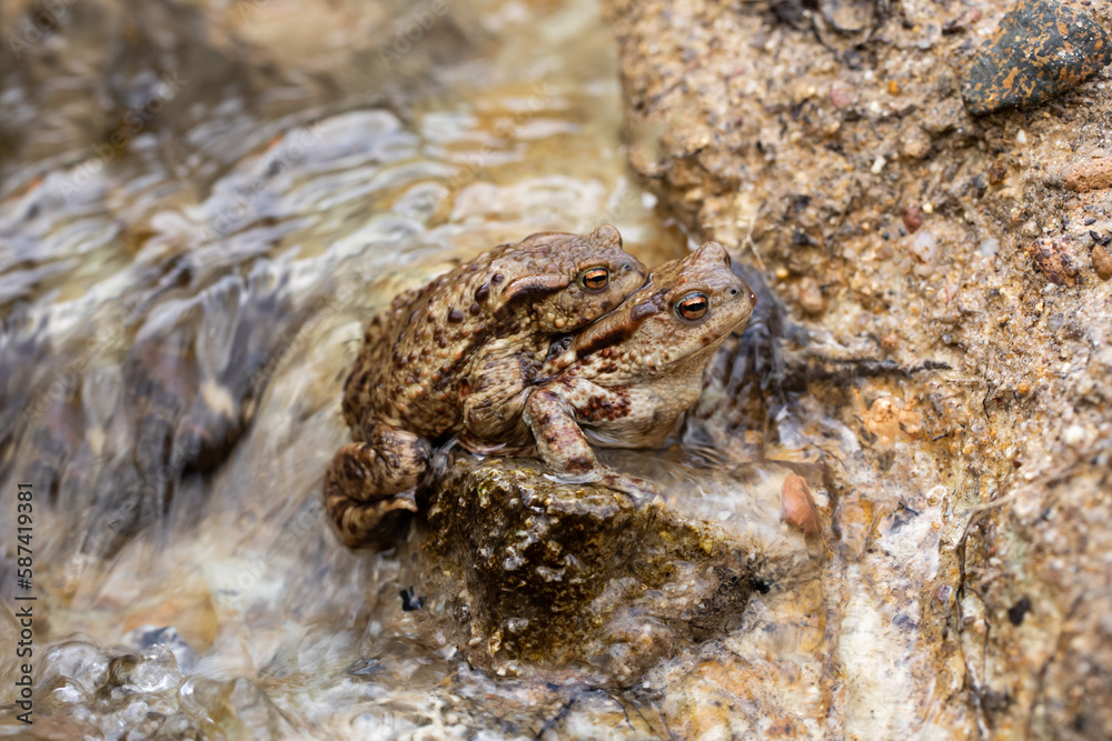 mating toads in spring, a pair of male and female toads in the water