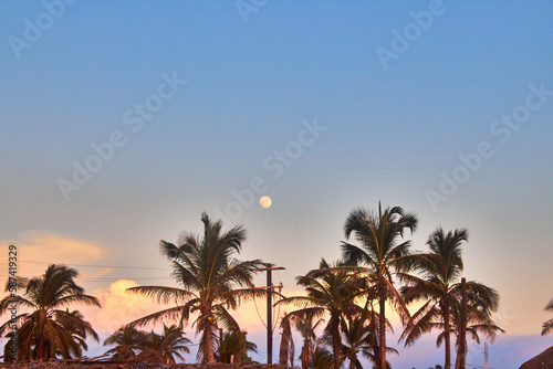 palm trees at sunset with moon on the sky in barra de coyuca  acapulco guerrero 