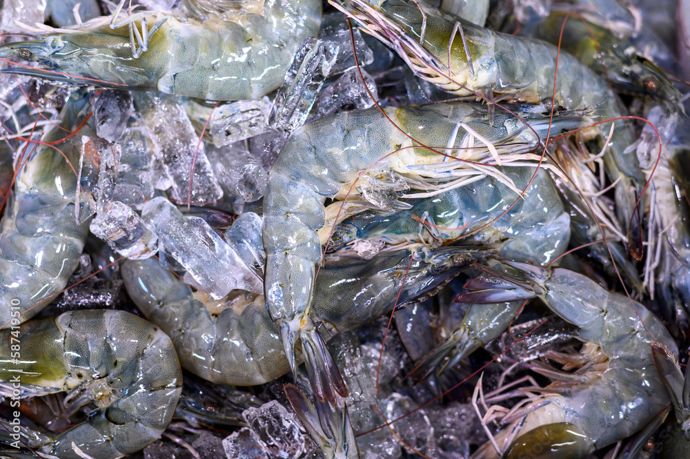 fresh tiger prawns on ice sale in seafood market