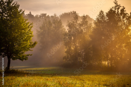 Magical meadow and forest in the morning